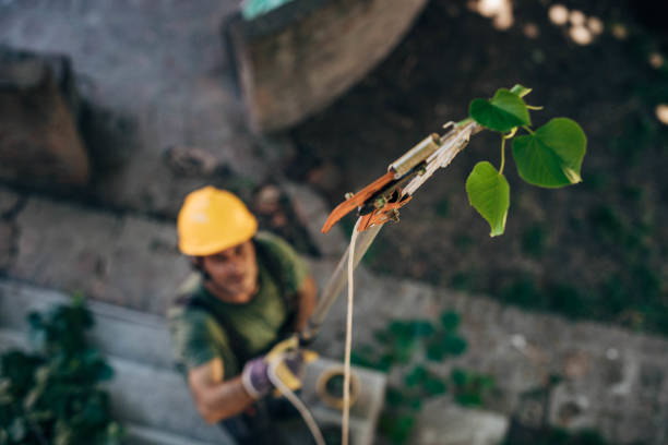 Best Hazardous Tree Removal  in Ocean City, FL